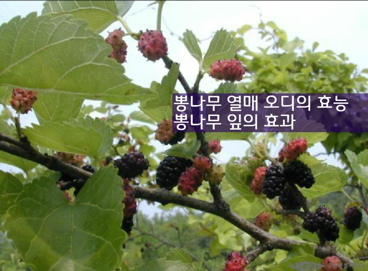 오디 효능 뽕나무 열매 잎의 효과