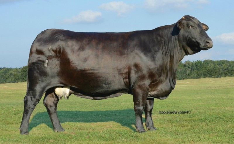 한양화로 메뉴 매장위치 블랙앵거스 소고기&amp;#44; 마동석 고깃집