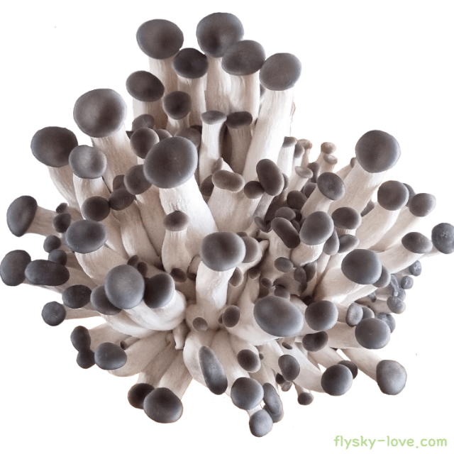 느타리버섯 고르는 법