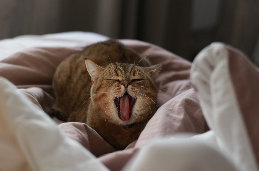 고양이 합사 가이드