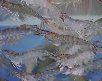 서천 홍원항 자연산 전어 꽃게 축제_8