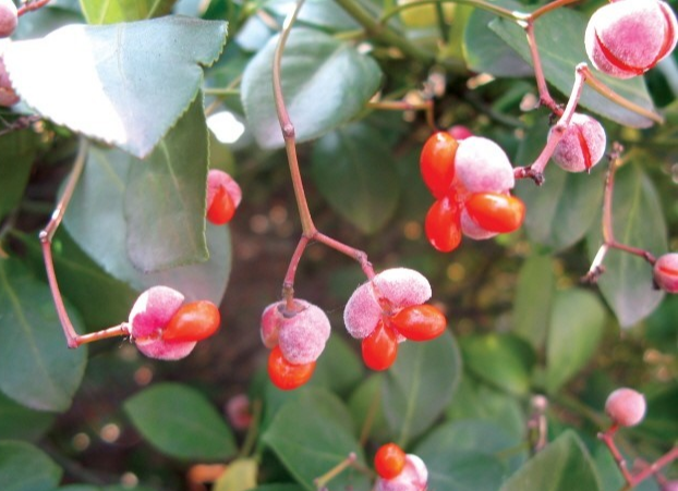 처음 시작하는 가드닝, 키우기 쉬운 정원수 BEST 10