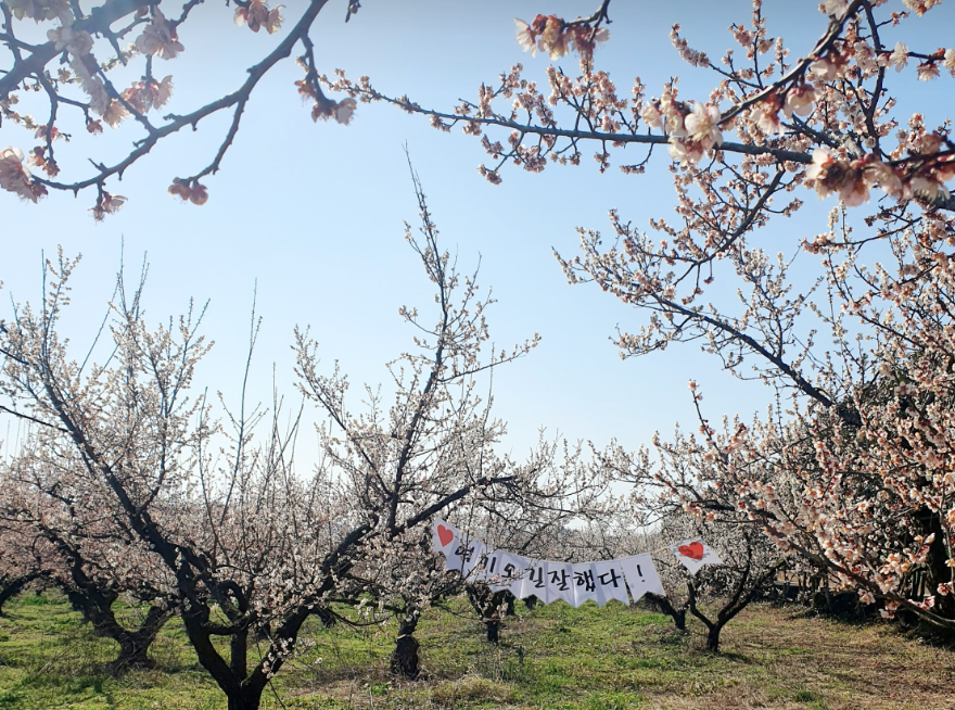 해남 보해매실농원1