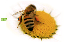 꿀화분 효능