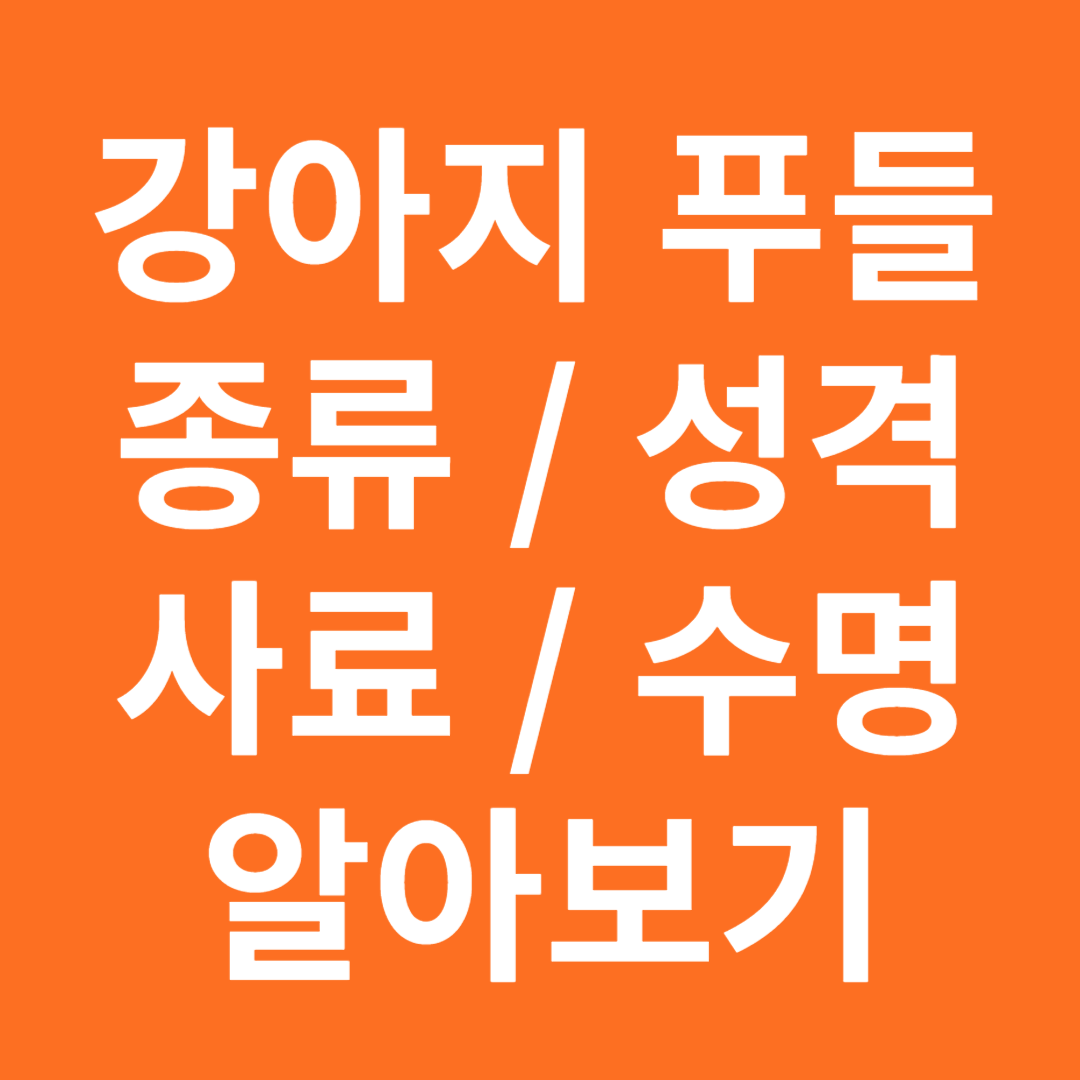푸들의 종류,성격,사료,수명 알아보기
