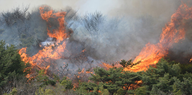 산불 피해 보상금 신청 방법 서류