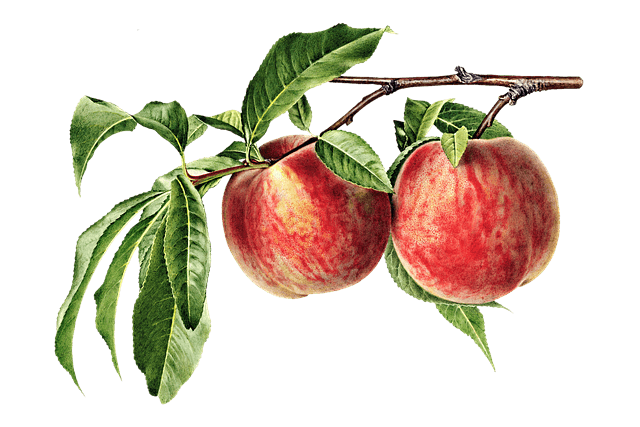 여름철 대표 과일 복숭아