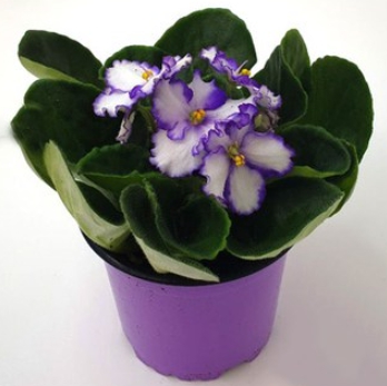 겨울 꽃 세인트폴리아