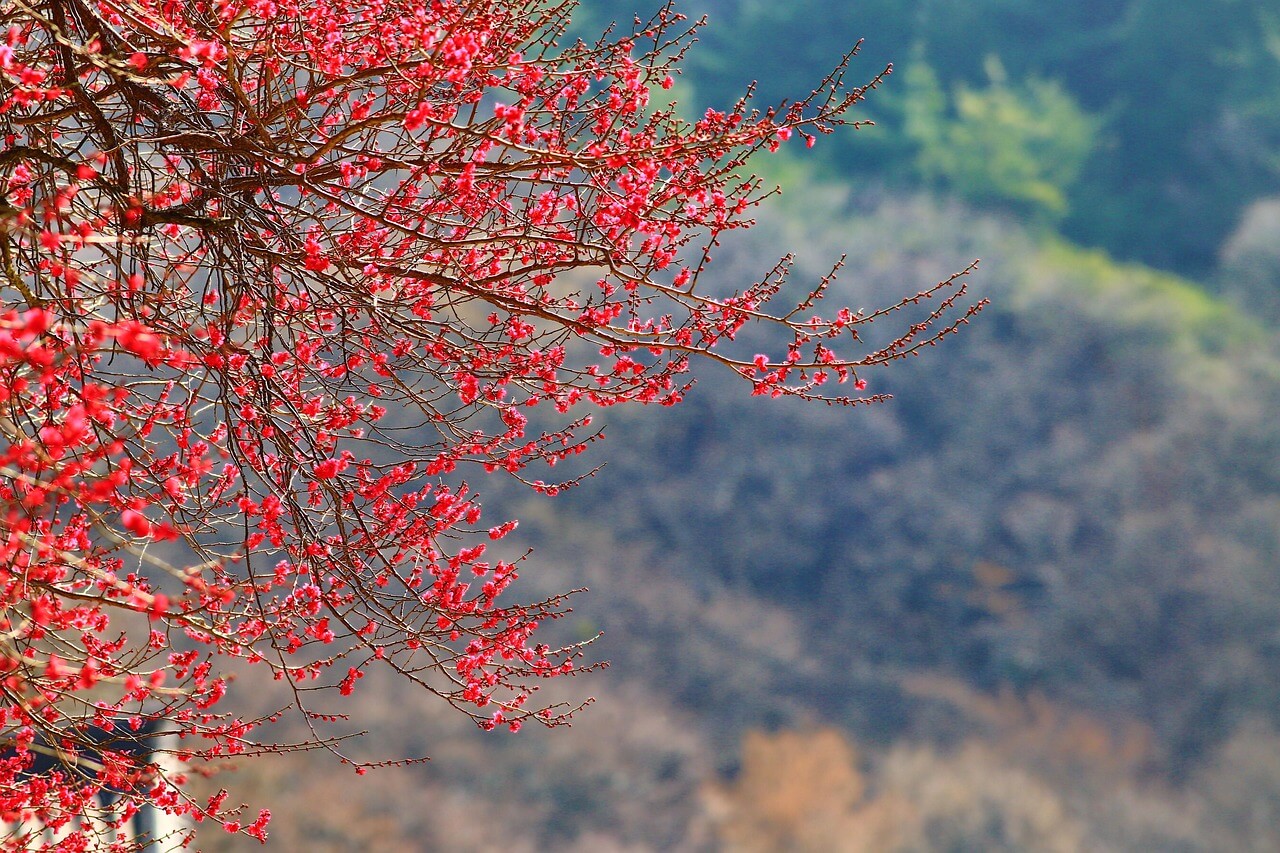 구례 화엄사에 핀 홍매화 사진