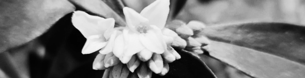 천리향 꽃말 '꿈속의 사랑'