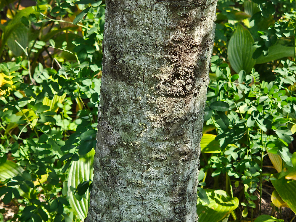 구상나무 수피1