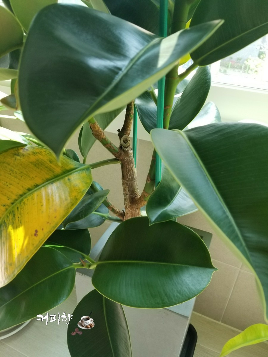 인도 고무나무 잎이 노래짐