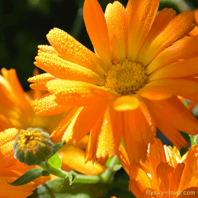 카렌듈라 오일 (Calendula Oil)