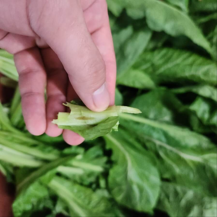 갓 손질 갓 잎 정리 갓 먹는 법 갓 절이기