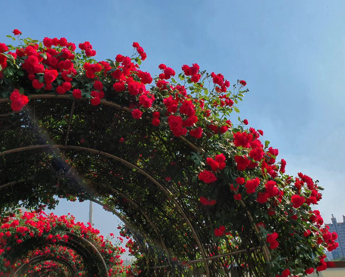 2025 중랑 서울장미축제