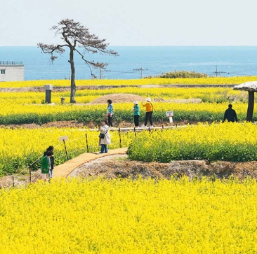 봄꽃 유채