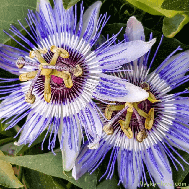수면장애에 효과적인 패션플라워