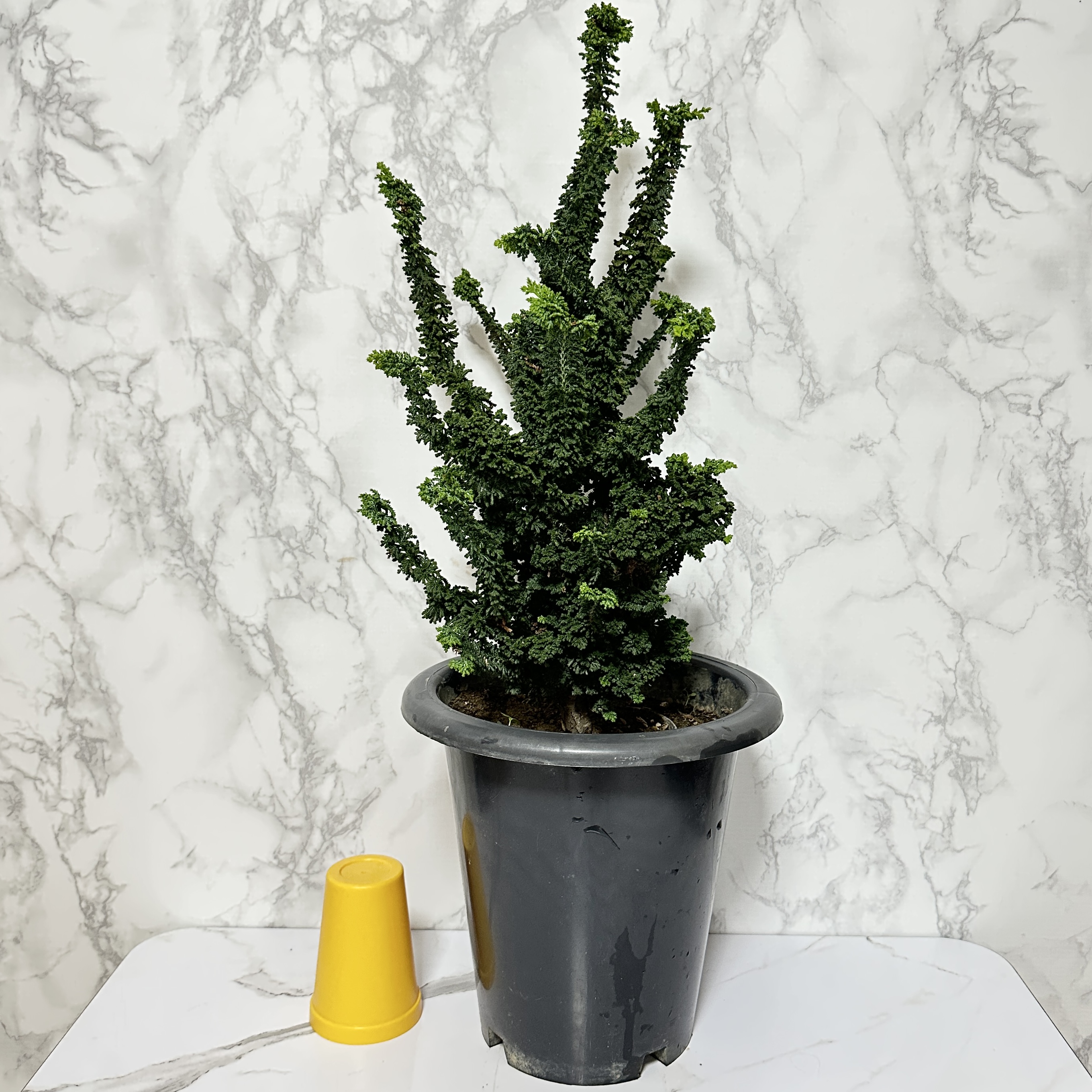 석화회 키우기 나무 분재 삽목