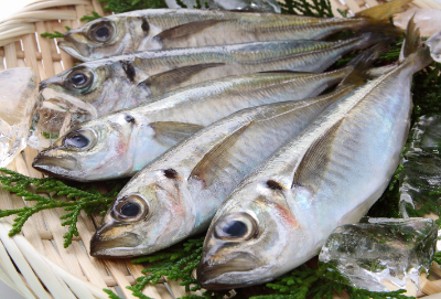 Horse mackerel