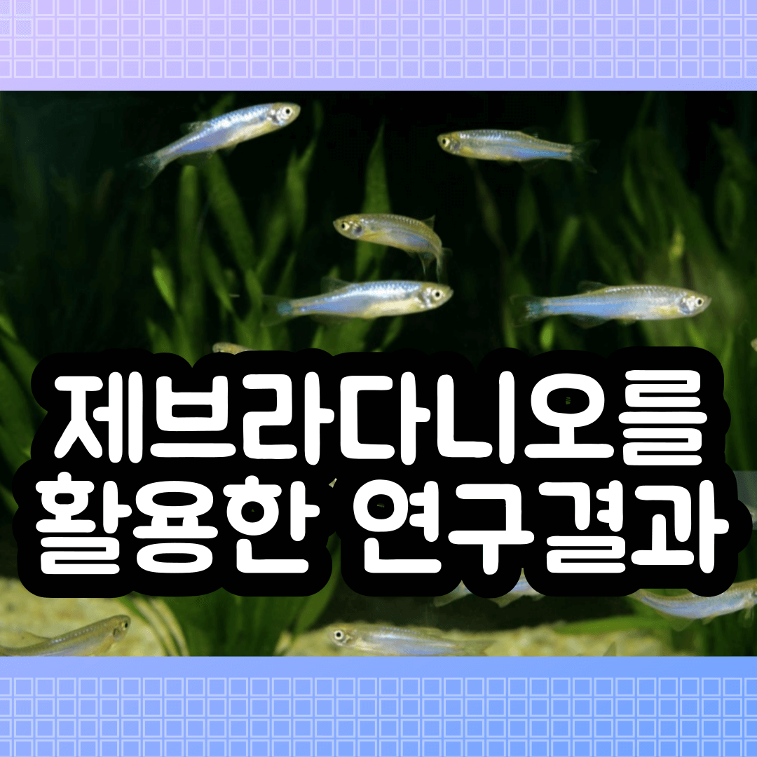 제브라다니오 연구결과