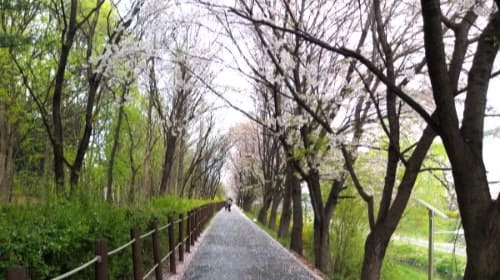 양재-시민의-숲-벛꽃-산책로