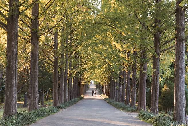 전국 국립 치유의 숲 예약