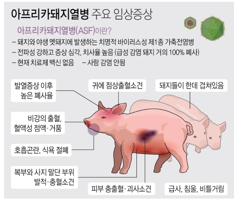 아프리카-돼지열병-주요-증상