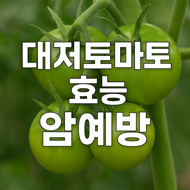 대저토마토-효능-암예방-썸네일