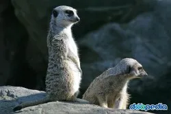 세글자 동물이름 모두 모여라 세글자 파충류 곤충 바다생물 총정리_5