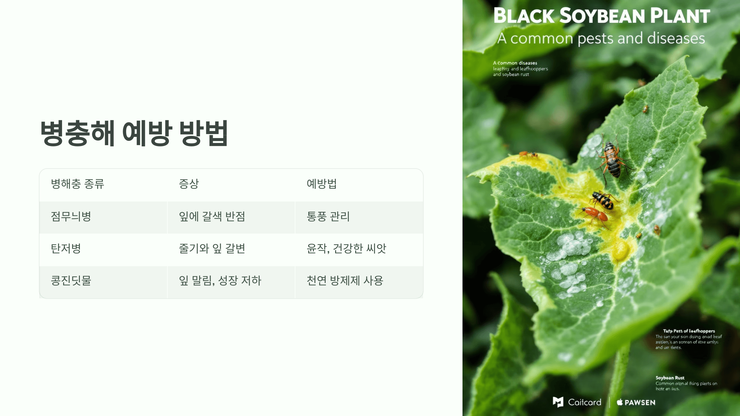 서리태 사진입니다.