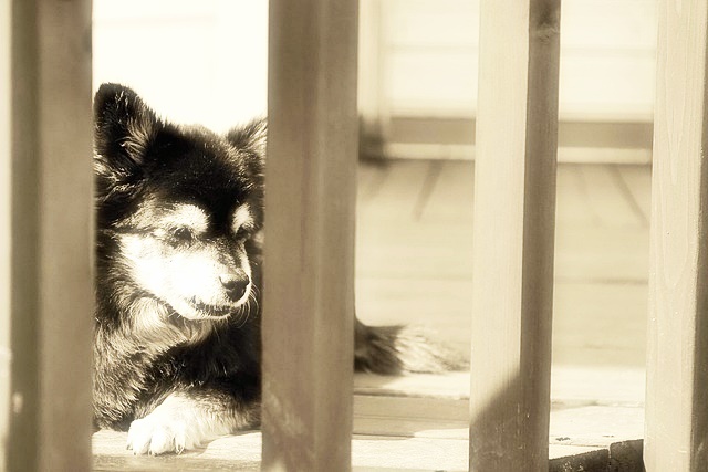 반려동물 등록제