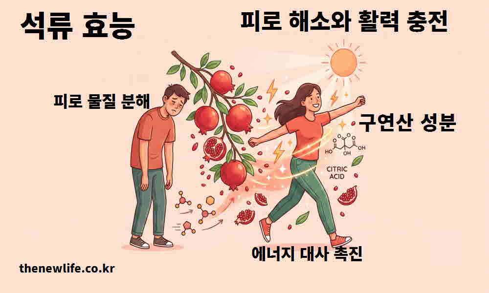 석류 효능 피로 해소 활력 충전