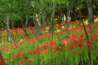 꽃무릇과 상사화 차이 요약 정리를 한눈에_4