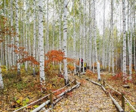인제 자작나무 숲 사진