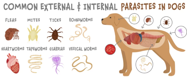 강아지 심장사상충/출처:어도비스톡
