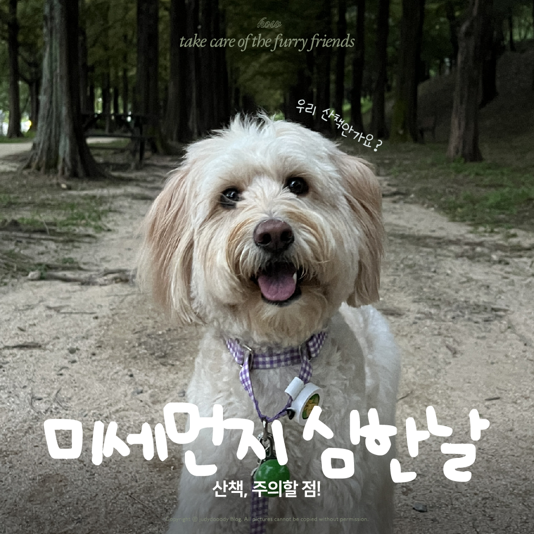 미세먼지 주의점 썸네일