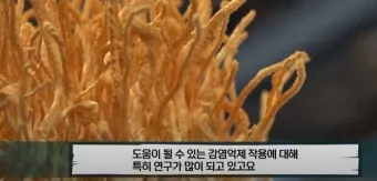 약용식물 동충하초 자연의 신비 건강 효능과 활용_7