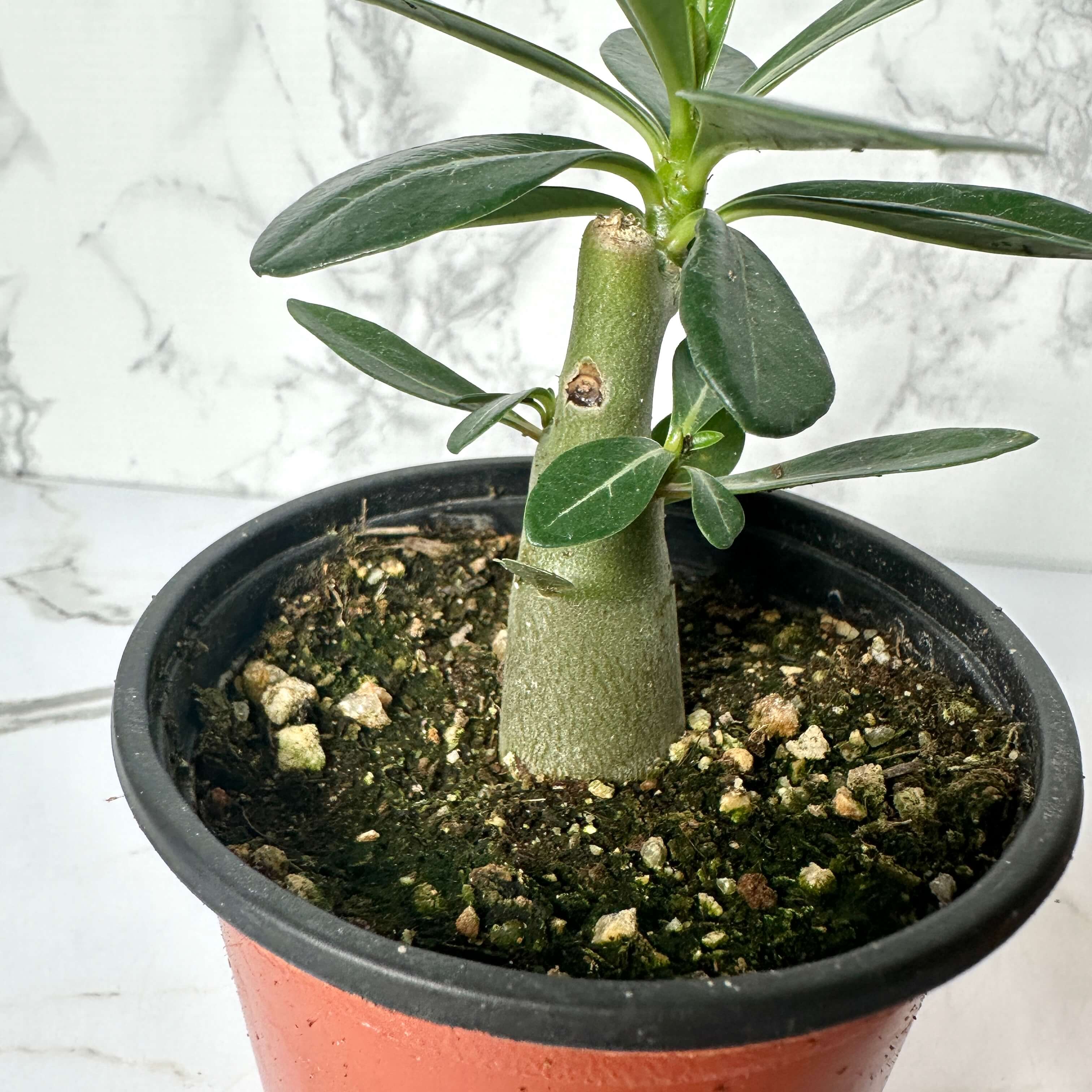 바오밥나무 아데니움 오베숨