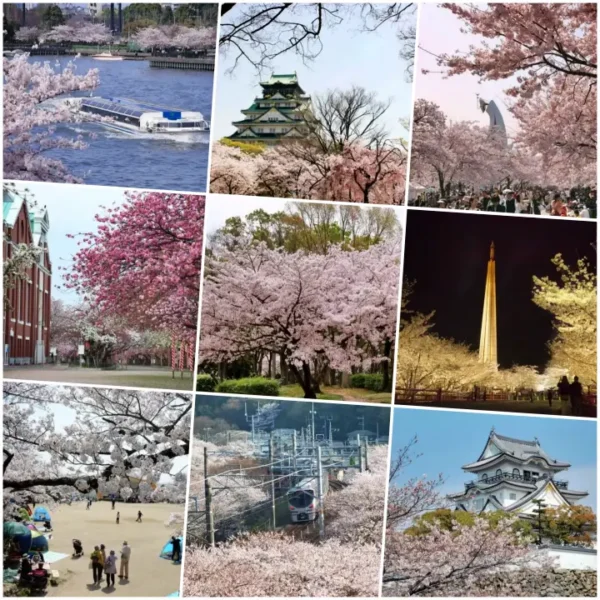 2024 일본벚꽃 개화시기 만개 예상일 : 오사카, 후쿠오카, 나고야 여행코스