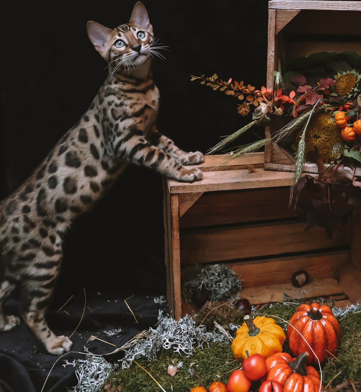 사바나(Savannah)3