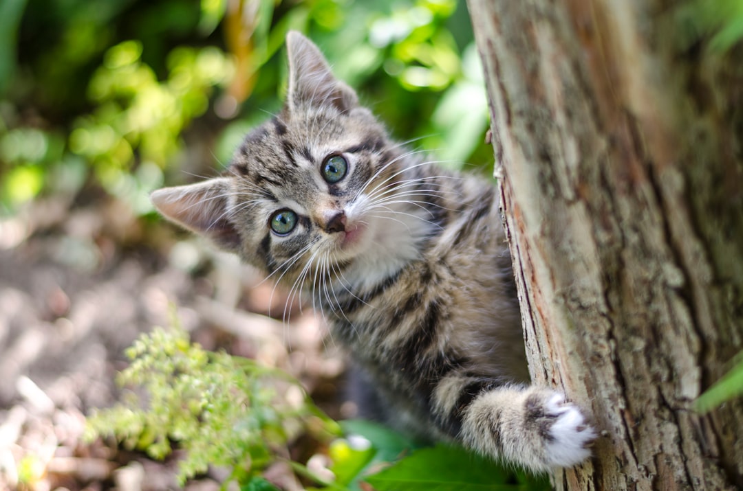 Kitten