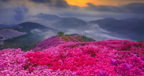 전국 진달래 명소 BEST 5, 영취산&middot;비슬산&middot;천주산&middot;북한산&middot;대둔산 개화시기&middot;코스