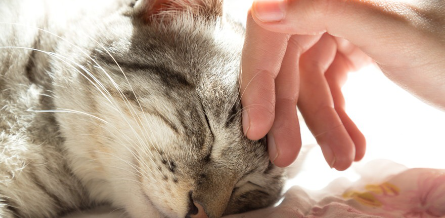 잠든 고양이