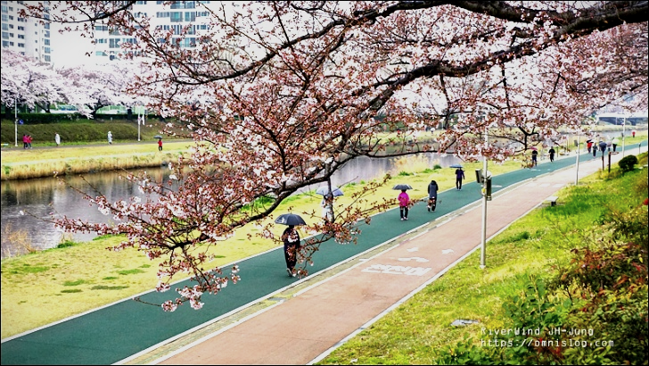 온천천 벚꽃