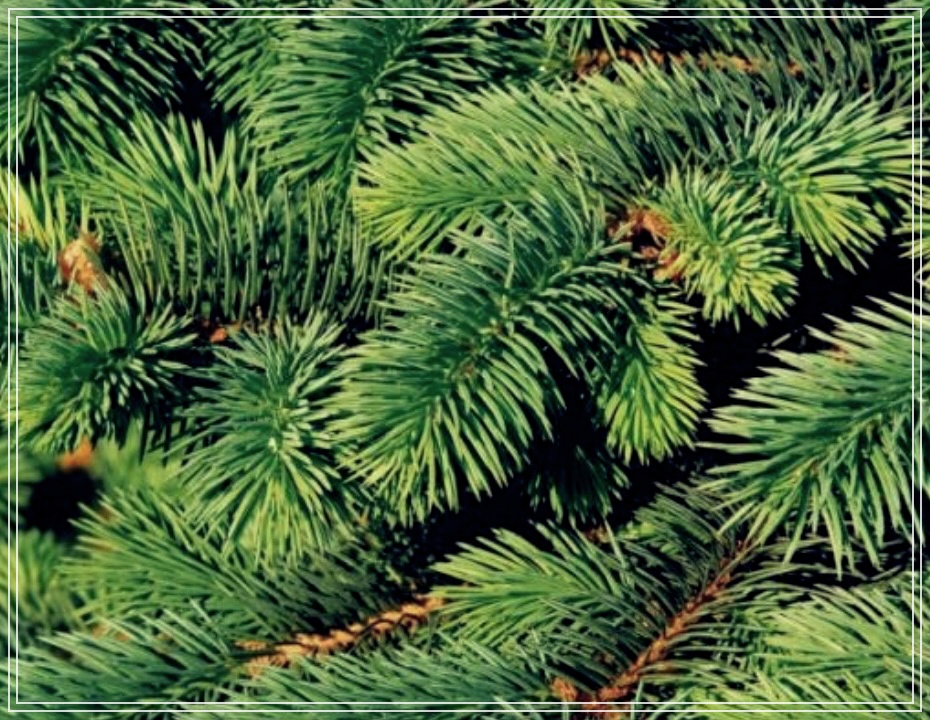 솔잎차 효능 5가지