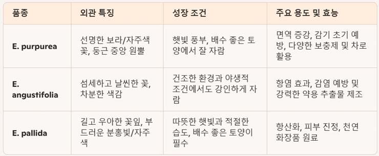 "에키네시아" 자연이 주는 건강의 선물, 건강을 지키는 허브 꽃!