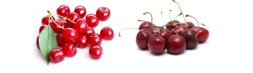 타트체리 스위트체리 비교