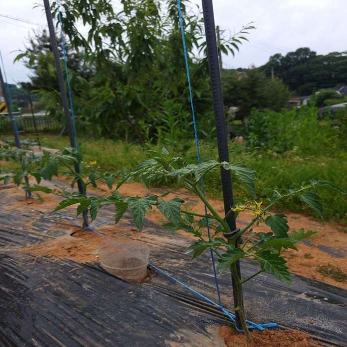 지주대에 토마토 모종을 고정시켜놓은 모습