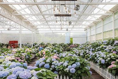 휴애리 수국사진