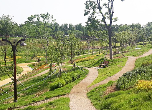대구 이현공원 수국 개화